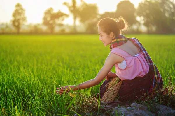Farmer woman sitting in green rice filed at sunset, Thailand — Stock Photo, Image
