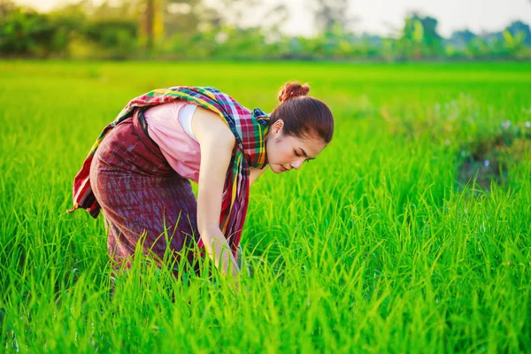稻田打工的农民妇女 — 图库照片