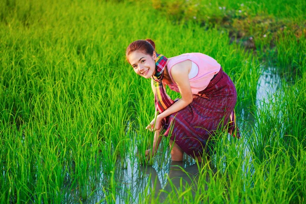 Agricultora que trabalha no campo do arroz — Fotografia de Stock
