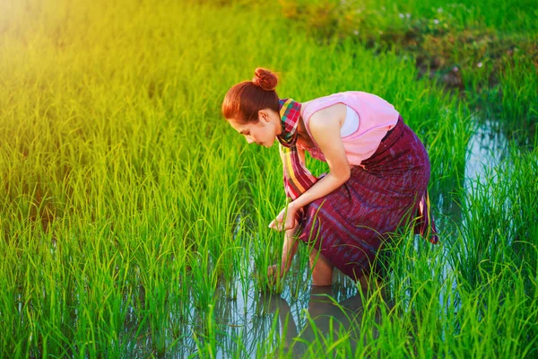 稻田打工的农民妇女 — 图库照片