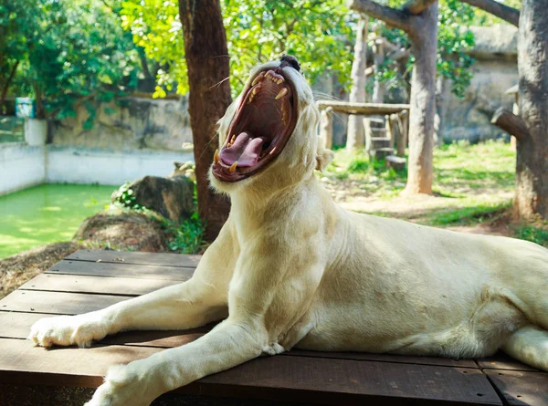 Kadın beyaz aslan esniyor — Stok fotoğraf