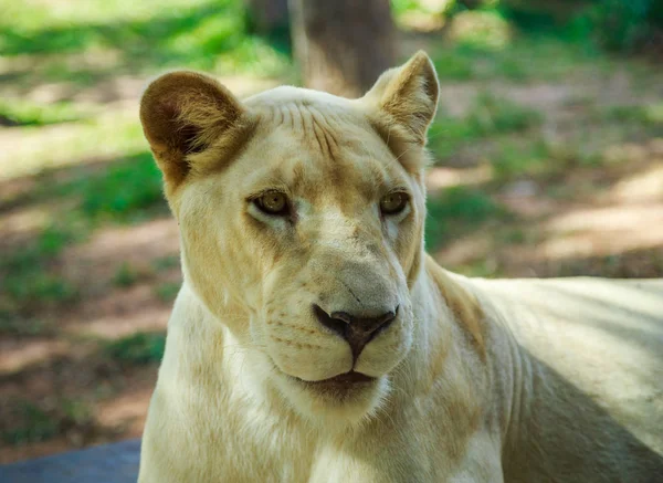 Жіночий білий лев — стокове фото