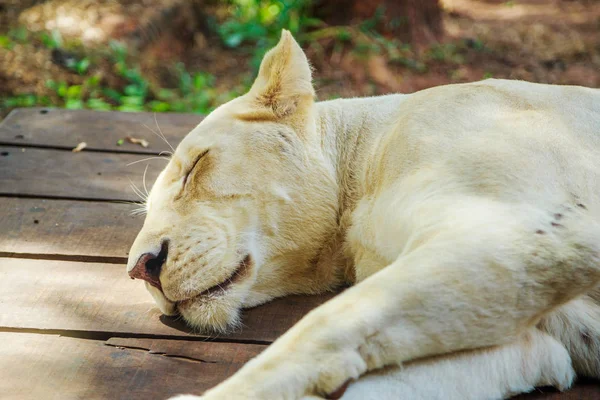 Female white lion sleeping