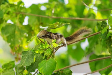 Doğu gri sincap (Sciurus carolinensis) ağaç üzerinde
