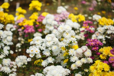 bahçede çiçek açan güzel Kasımpatı çiçeği