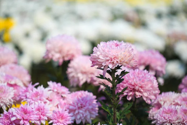 Beautiful chrysanthemum flower blooming in garden — Stock Photo, Image