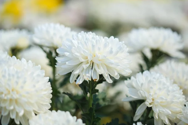 Vacker krysantemum blomma blommar i trädgården — Stockfoto