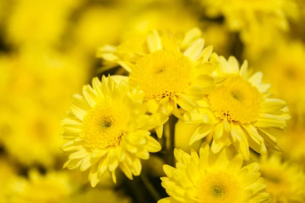 Krásný chryzantémách kvetoucí zahradě — Stock fotografie