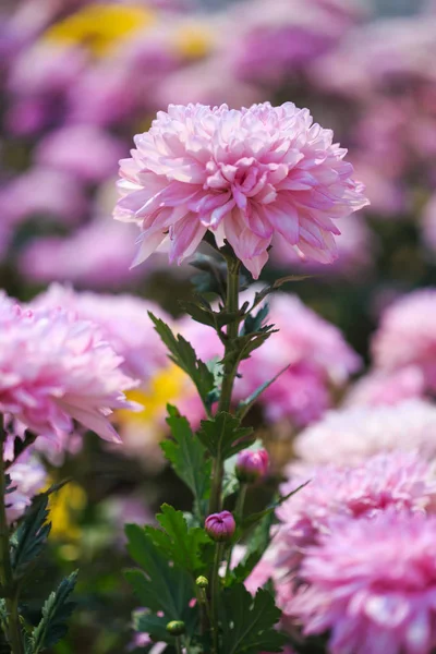 Красивый цветок хризантемы, цветущий в саду — стоковое фото