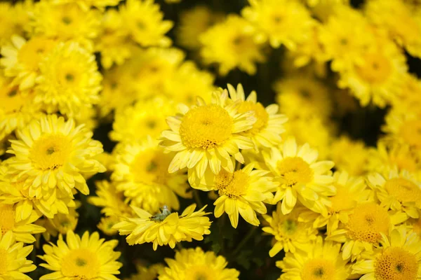 Beautiful chrysanthemum flower blooming in garden — Stock Photo, Image