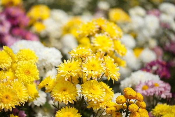 Bellissimo fiore di crisantemo che fiorisce in giardino — Foto Stock
