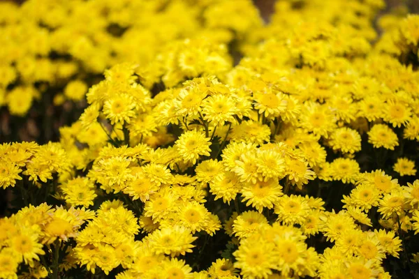 Hermosa flor de crisantemo floreciendo en el jardín —  Fotos de Stock