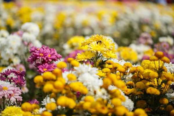 Hermosa flor de crisantemo floreciendo en el jardín — Foto de Stock