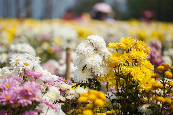 Красивый цветок хризантемы, цветущий в саду — стоковое фото