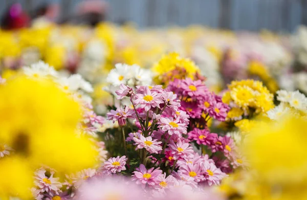 庭に咲く美しい菊の花 — ストック写真