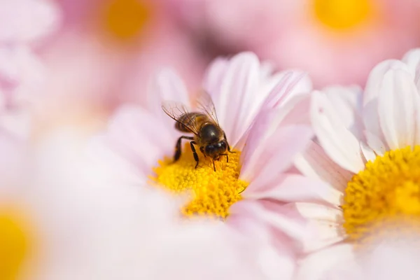 Chryzantema Kwiat z Pszczoła w ogrodzie — Zdjęcie stockowe