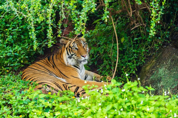 Bengal tiger resting in forest — Stock Photo, Image