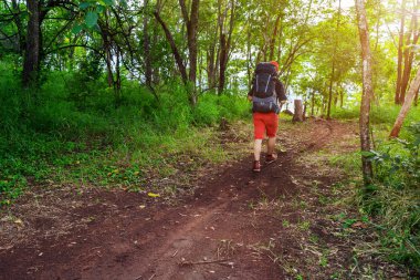 Sırt çantalı bir gezgin ormanda yürüyor ve bakıyor.