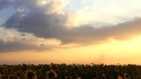 Gleitschirm fliegt bei Sonnenuntergang gegen den Himmel über Sonnenblumenfeld — Stockfoto