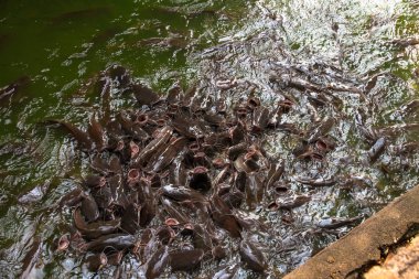 Birçok yayın balığı gölette vardır.