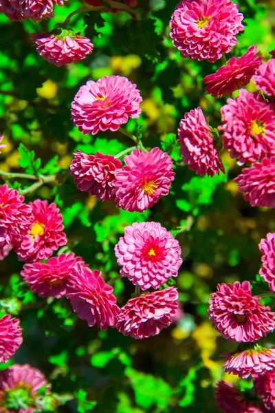 Pink china asters are blooming with yellow stamens, beautiful gr — Stock Photo, Image
