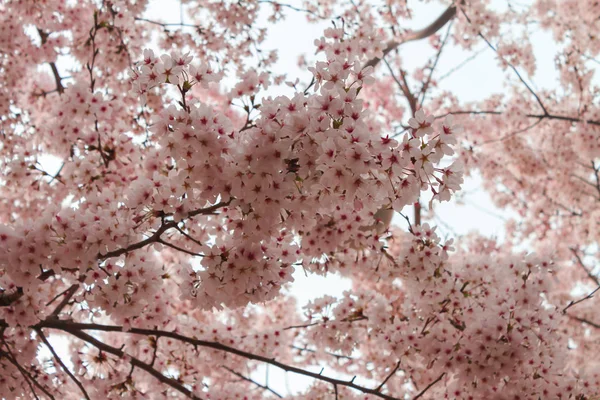 Sakura bloem bloeien tijdens het festival is roze. — Stockfoto