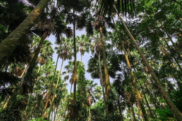 许多棕榈树植物是绿色的, 提供了一个令人耳目一新的树荫. — 图库照片