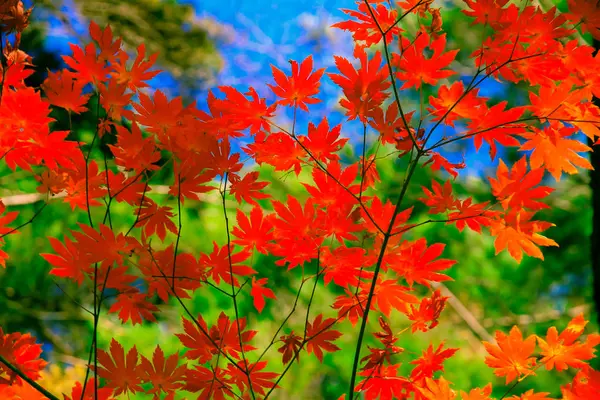 Rote Ahornblätter im Herbst mit Himmelsboden und grünen Bäumen — Stockfoto