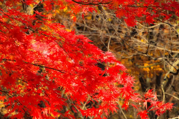 Folhas de bordo vermelho na temporada de outono o fundo com um borrado — Fotografia de Stock