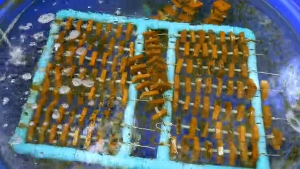 Los corales cultivados la conservación del medio ambiente y para reemplazar el coral muerto en el mar. Desde la destrucción de los impactos químicos y marinos del turismo . — Vídeo de stock