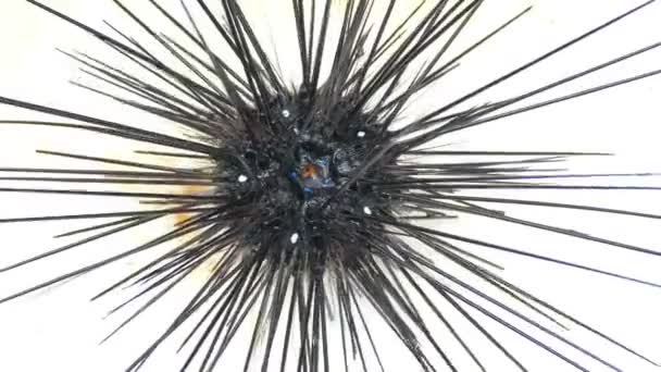 Sea urchins in Thailand. Caught up by divers for details and movements of the sea urchins. — Stock Video