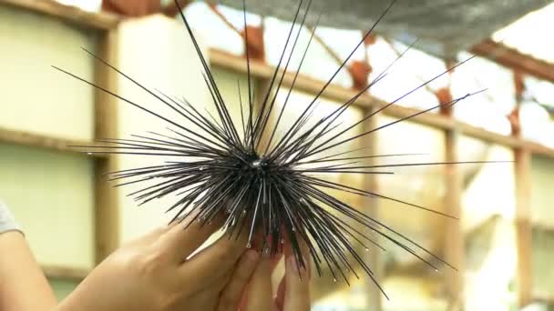 Mar Urchin na mão do mergulhador da Tailândia. Apanhado por mergulhadores para detalhes e movimentos dos ouriços-do-mar . — Vídeo de Stock