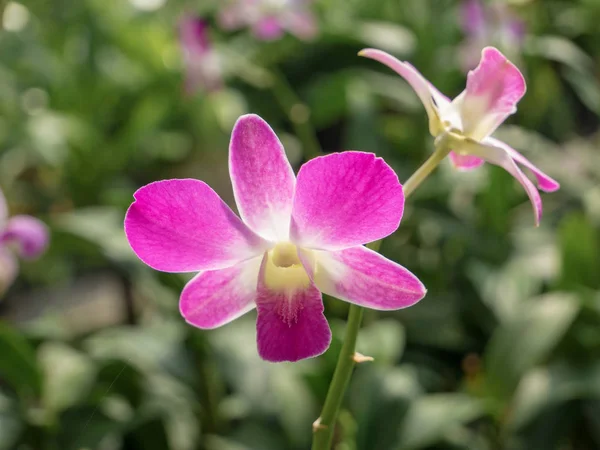 Dendrobium flor de orquídea no jardim no inverno ou no dia de primavera . — Fotografia de Stock