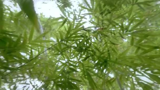 Konst Bambu Blad Grön Färg Dröm Roterande Cirkel Med Effekt — Stockvideo