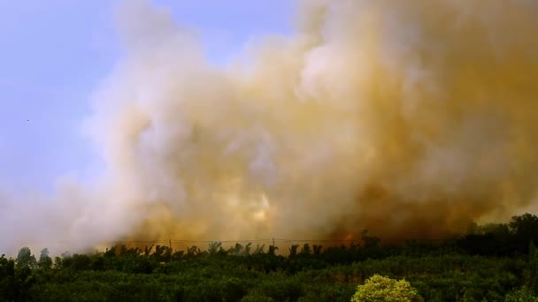 Насправді Сцена Великого Вогню Диму Дуже Вітряної Погоди Завдає Шкоди — стокове відео