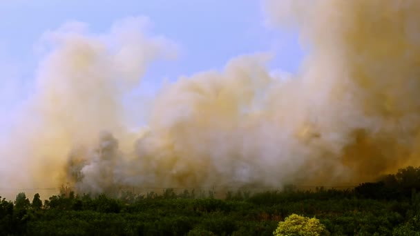 Насправді Сцена Великого Вогню Диму Дуже Вітряної Погоди Завдає Шкоди — стокове відео