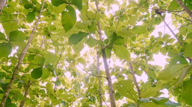 Çevredeki meşe ormanları ağaç alçak açılı yaprak ve tarımda yeşil yaprak hareket bulanıklığı ile tarımsal.