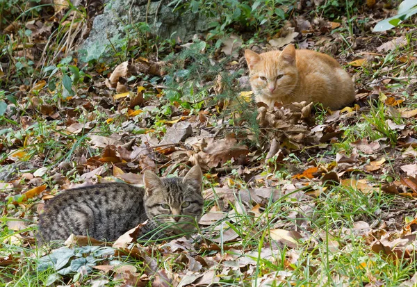 Två unga katter på gräset — Stockfoto