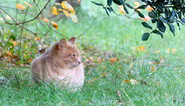 Rode kat op het gras — Stockfoto