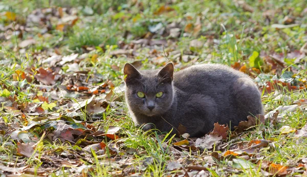 Gray Cat on the Grass — Stock Photo, Image