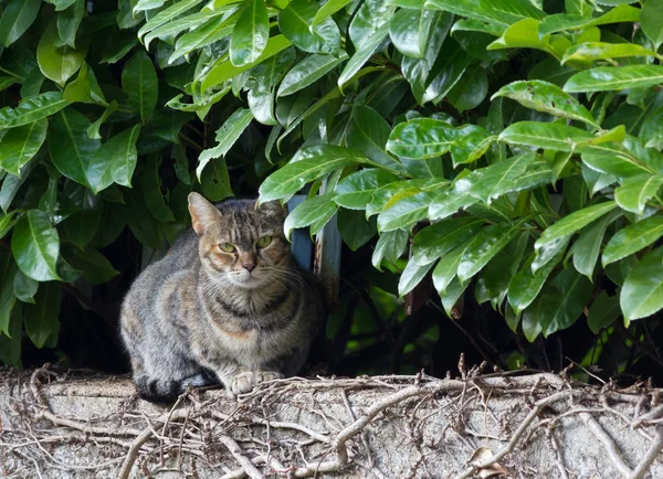 Green-eyed Cat under the Hedge — Stock Photo, Image