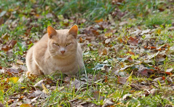 Rode kat op het gras — Stockfoto