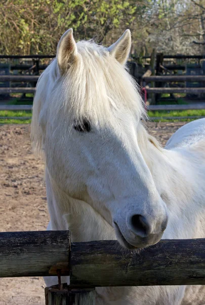Close-up on a White Horse in the Corral — Stock Photo, Image