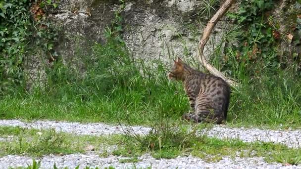 Zielonooki kot samodzielnego uwodzenia wśród trawy — Wideo stockowe