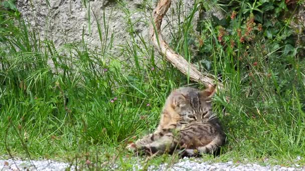 Grünäugige Katze zur Selbstpflege im Gras — Stockvideo
