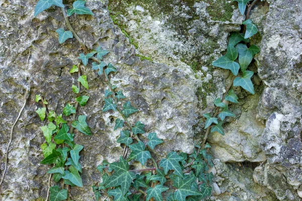 Vieux mur extérieur recouvert de lierre — Photo