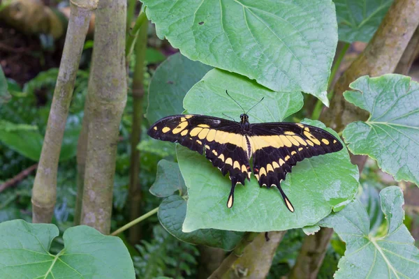 Black and Yellow Butterfly on a Leaf — Stock Photo, Image