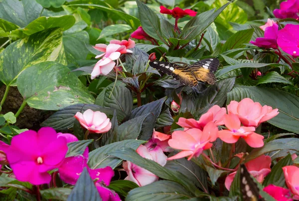 Black and Yellow Butterfly among Flowers — Stock Photo, Image