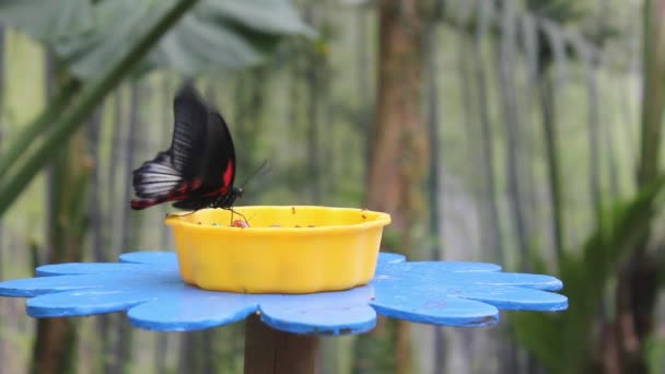 花の形の飼い葉桶に赤と黒の蝶 — ストック動画