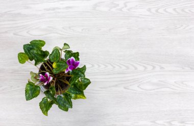 Beyaz Ahşap Arkaplan 'da Cyclamen' ler